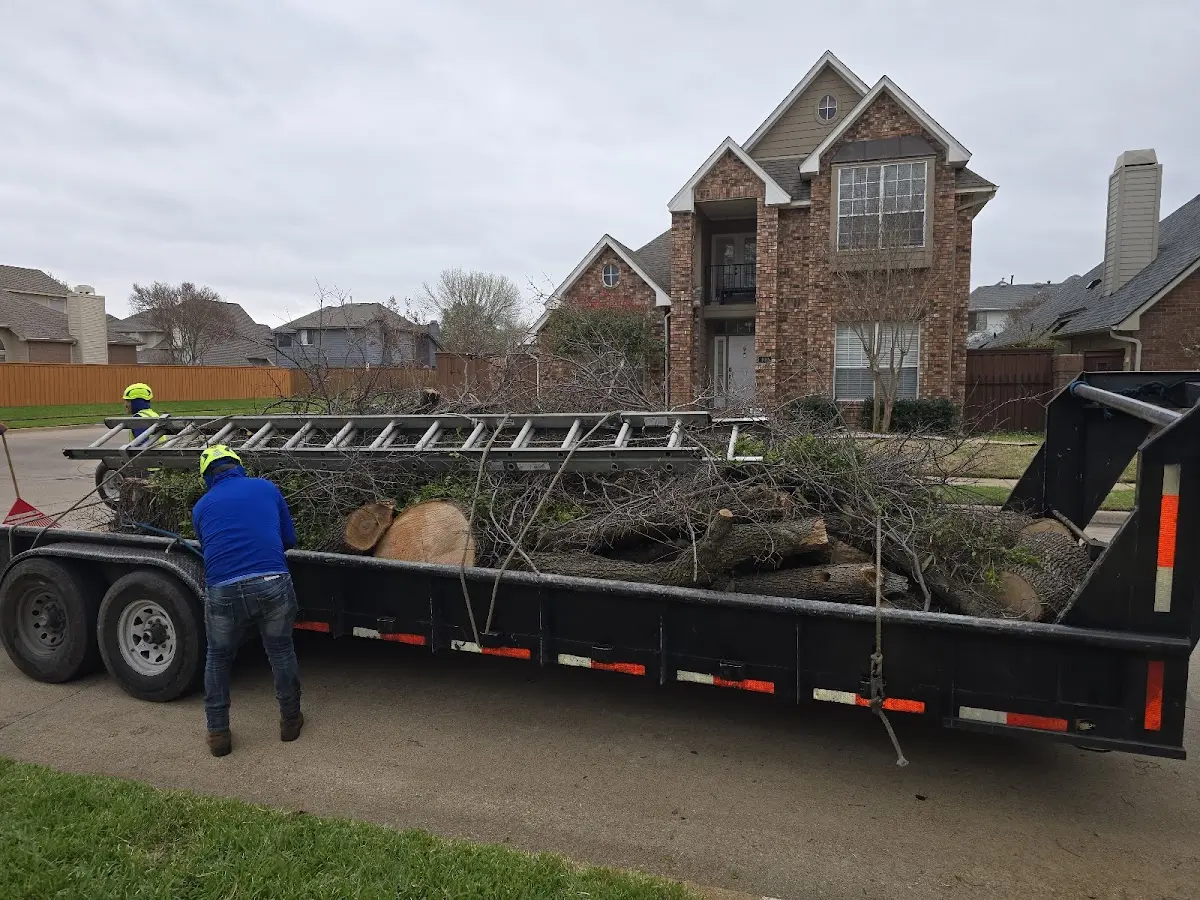 Expert Tree Pest Control with proper safety equipment in Pheba